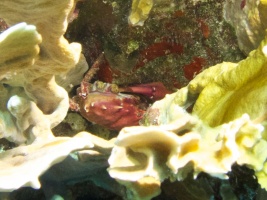 Batwing Coral Crab IMG 7340